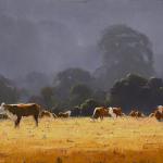 Collin's Cows Megalong Valley
60cm x 90cm $6500